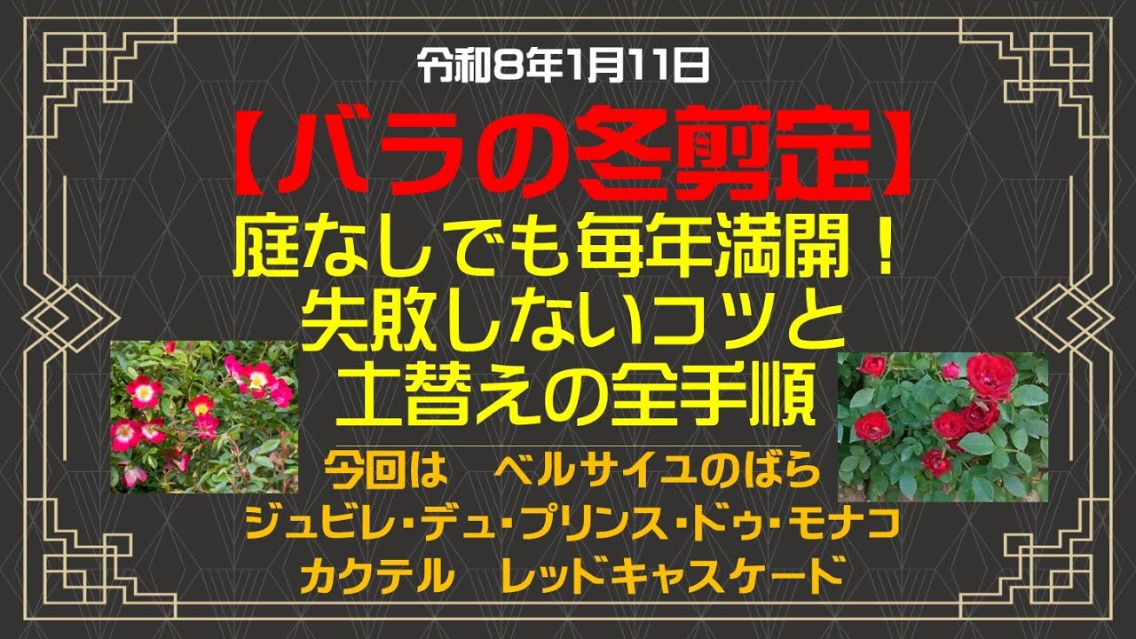 【🌹バラ🌹】庭なしでも毎年満開！失敗しない冬剪定のコツと土替えの全手順！今回はベルサイユのばら　カクテル　レッドキャスケード　ジュビレ・デュ・プリンス・ドゥ・モナコ巻【Flower Vlog308】