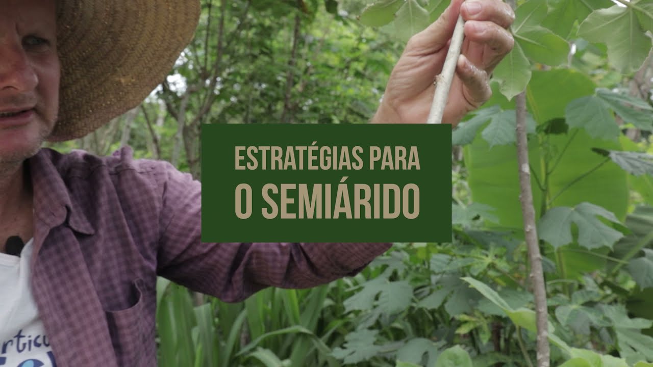 &Eacute; POSS&Iacute;VEL FAZER AGROFLORESTA EM CLIMA SEMI&Aacute;RIDO?