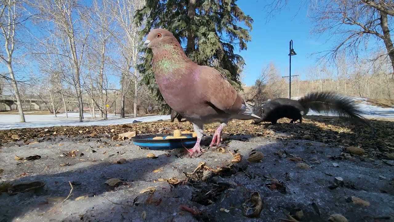 🐿️🐦🌡️⬆️