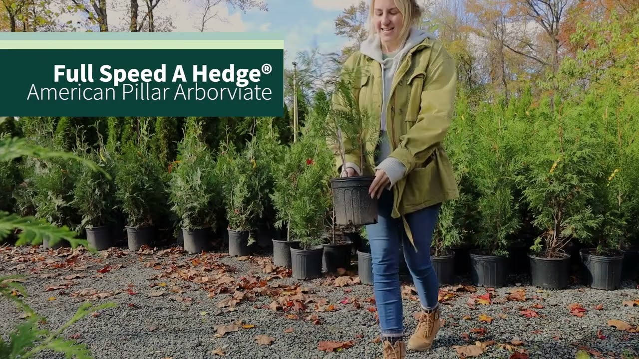 Why We Love American Pillar Arborvitaes