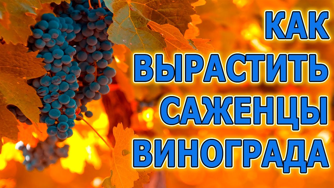 ШЕСТЬ СОВЕТОВ КАК ВЫРАЩИВАТЬ САЖЕНЦЫ ВИНОГРАДА. КАК УКОРЕНИТЬ ЧЕРЕНКИ ВИНОГРАДА В ВОДЕ. ВИНОГРАД.