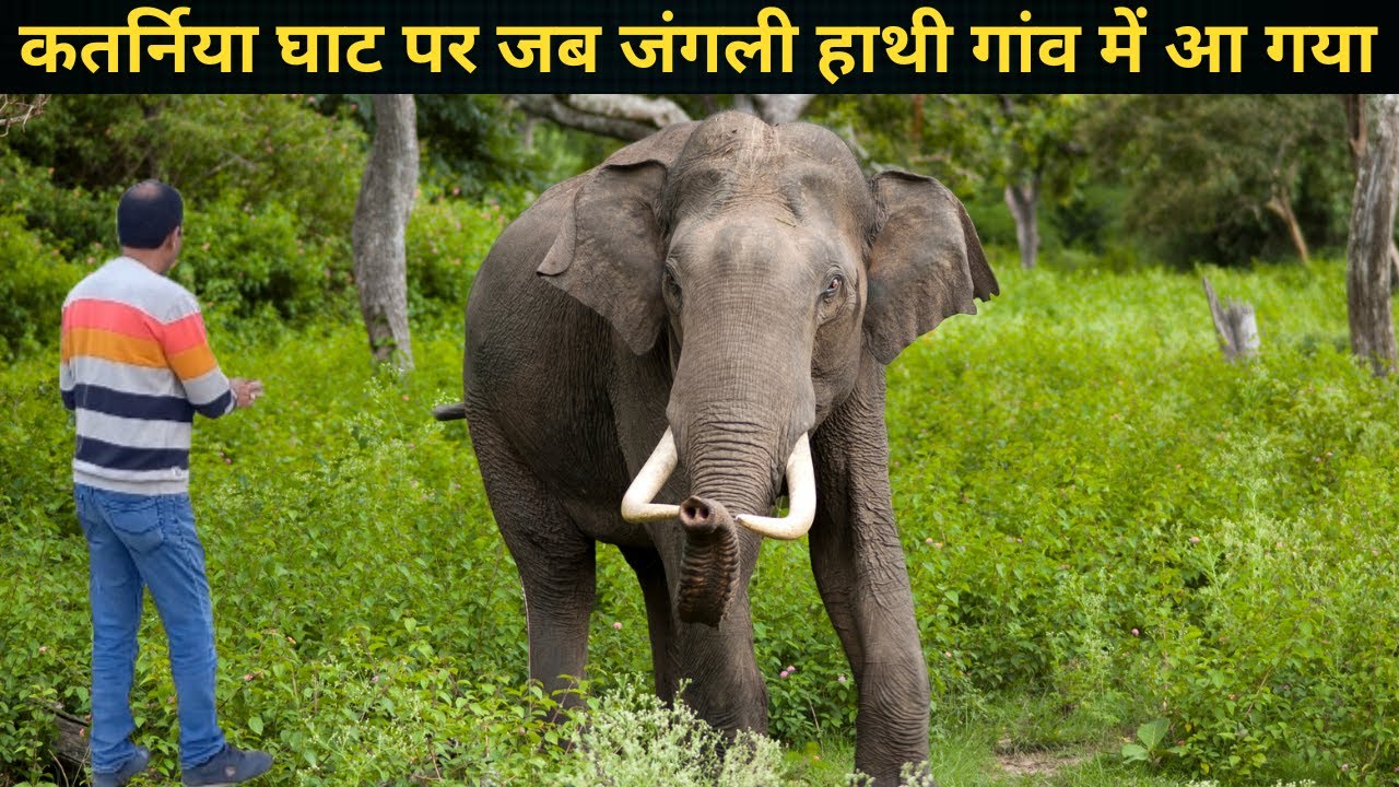 जब एक रात कतर्नियाघाट के जंगल में हमने गुज़ारा तब क्या हुआ | Katarniaghat Wildlife Sanctuary