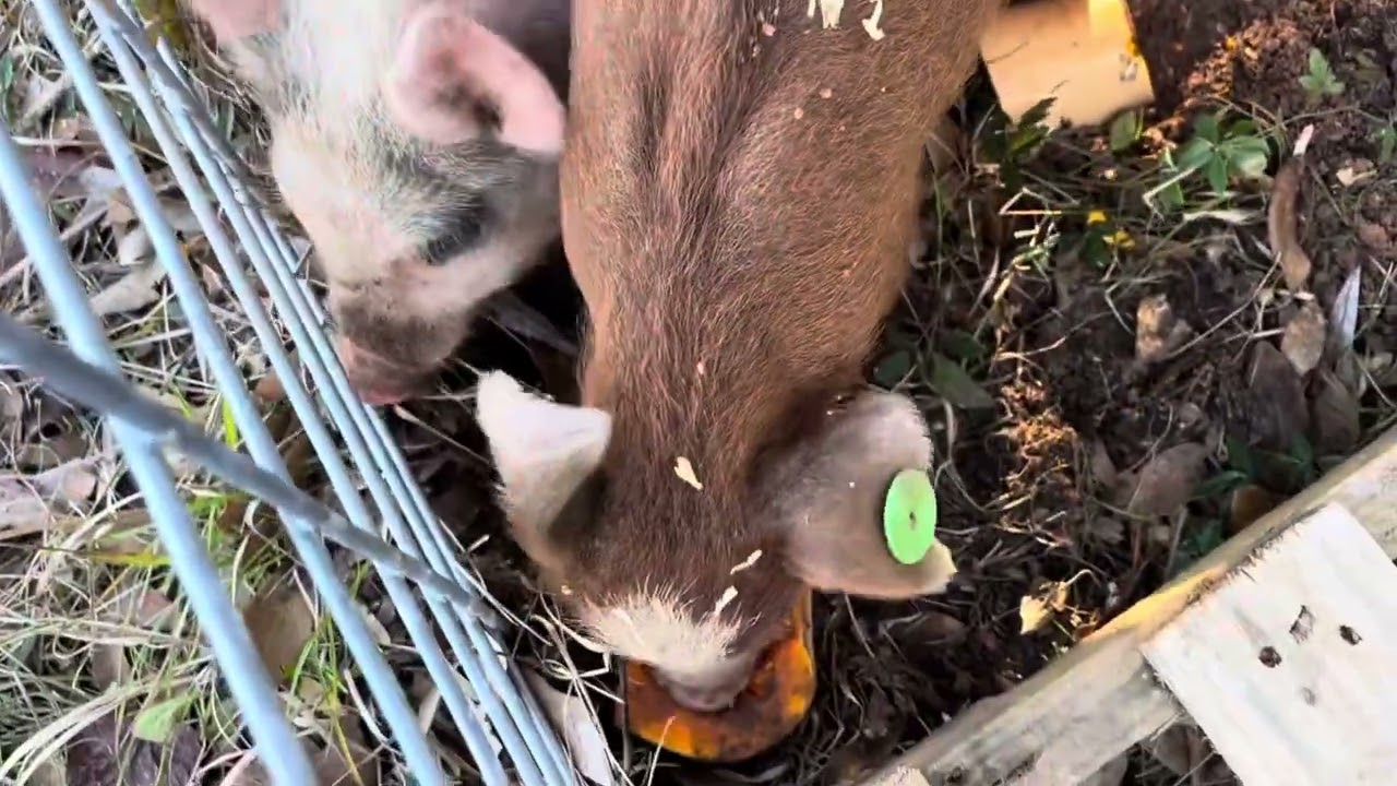 Will your pigs eat butternut squash??