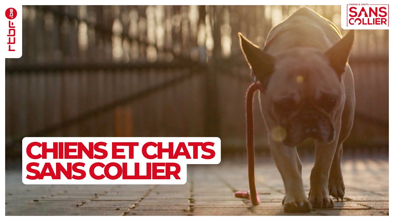 Chiens et chats sans collier S05E03