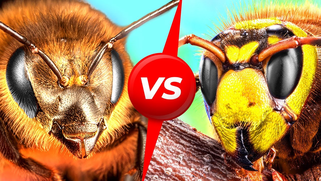Abeilles contre frelons g&eacute;ants : qui va l&rsquo;emporter ?