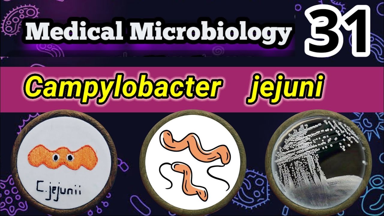 Campylobacter jejuni (Food poisoning bacteria) شرح بالعربي