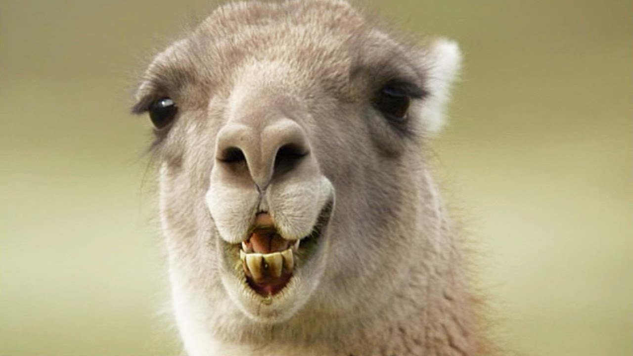 Les folles aventures du lama fâché (guanaco) - ZAPPING SAUVAGE