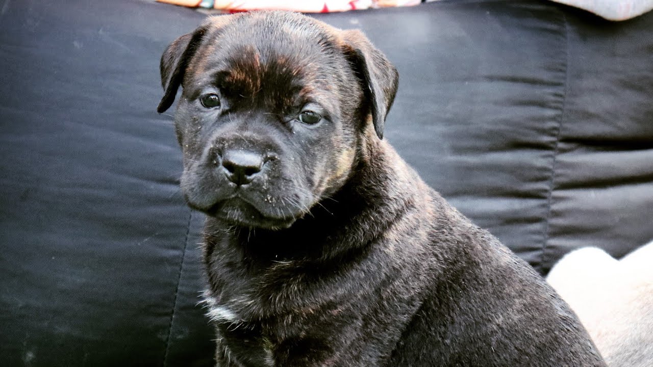 Pupdate# 21: The Puppies first time outside !