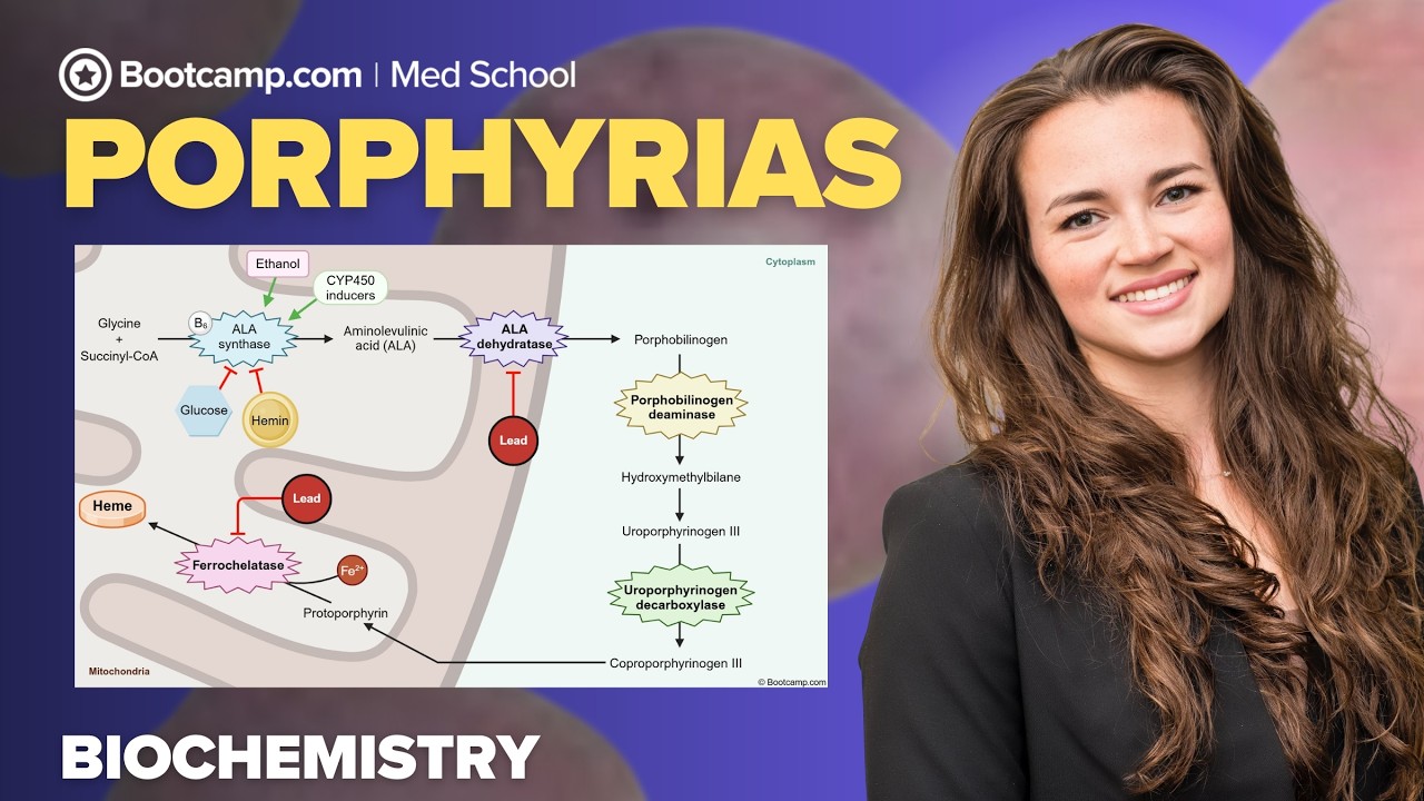 Biochemistry Chapter 11 | Porphyrias: Heme Synthesis Regulation, AIP and PCT For Step 1