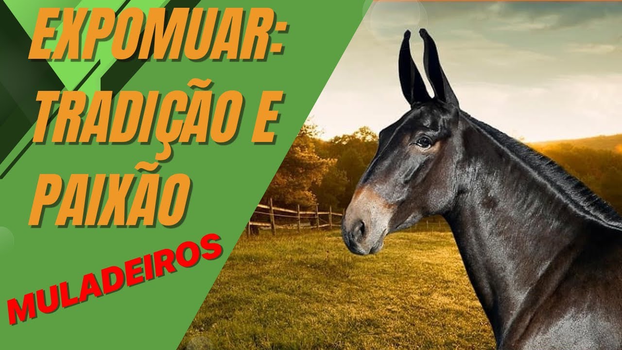 EXPOMUAR: TRADIÇÃO E PAIXÃO PELOS MUARES