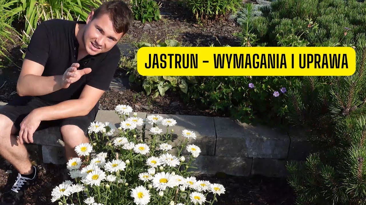 Jastrun czyli Złocień &ndash; wymagania i uprawa (Piękna bylina o kwiatach przypominających rumianek)