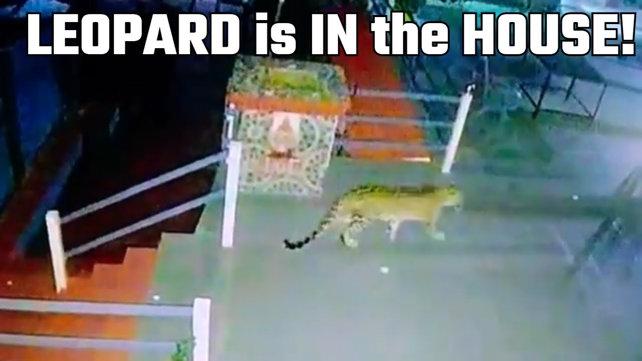 Leopard in the House: A Terrifying Mountain Encounter