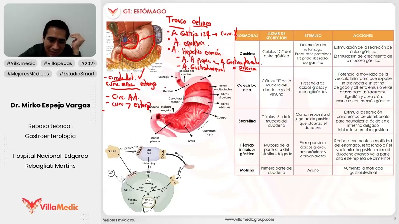 ESTÓMAGO GENERALIDADES PARTE 1 - GASTROENTEROLOGÍA -VILLAMEDIC
