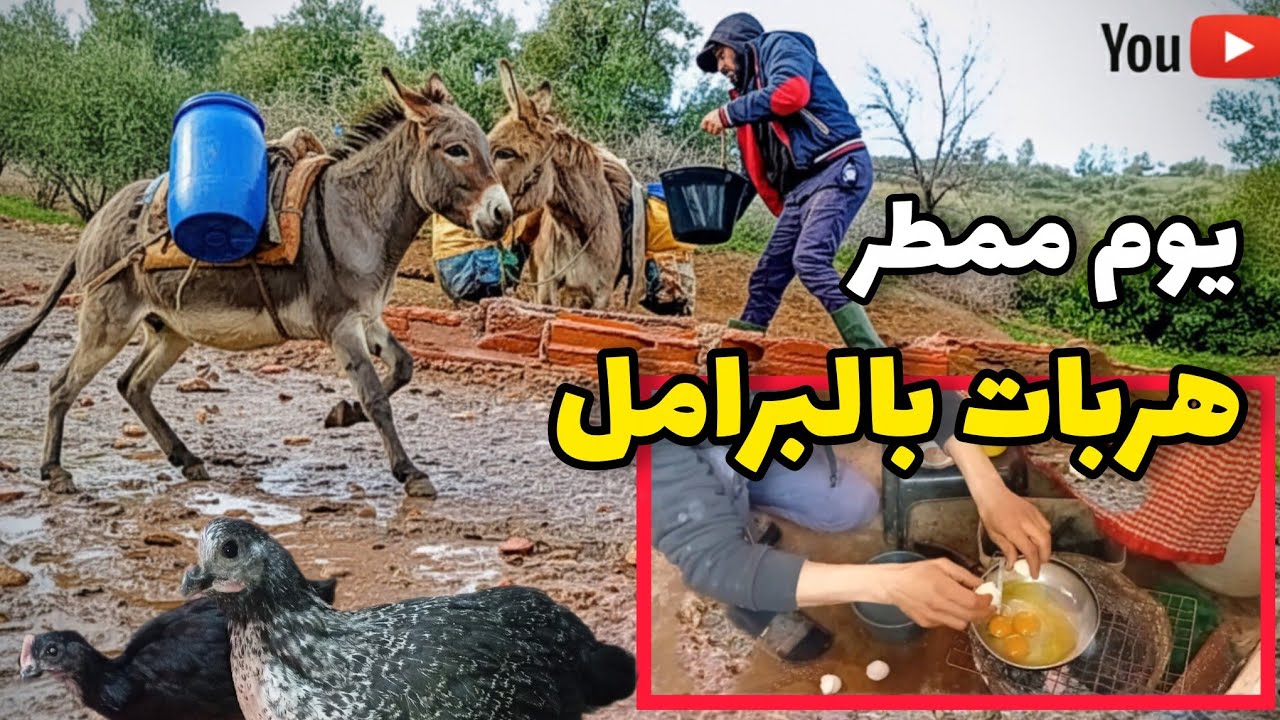 أمطار صباحية هروب ماكر للحمارة بالبراميل والماء العمل مع الحيونات والإفطار وطبخ البيض البلدي 