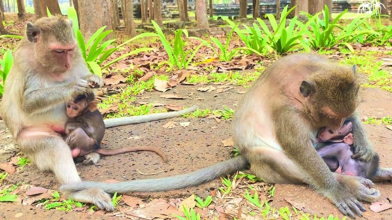 Amazing family monkeys 🐒 