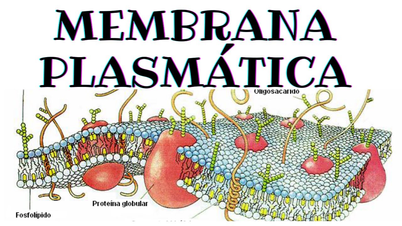Membrana plasmática | Biología