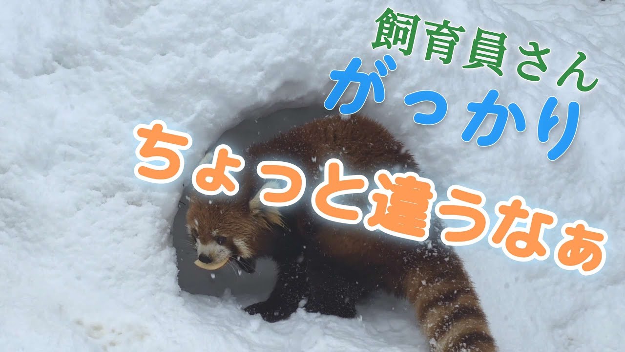 【リンゴで誘導、入って中から顔を・・・皆が期待していた西山動物園リンゴタイム】～Nishiyama Zoo red pandas～