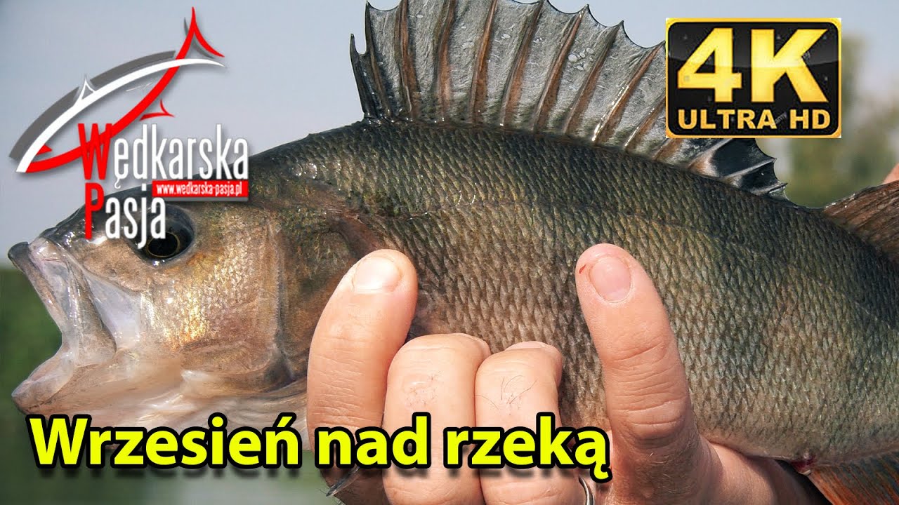 Wrzesień nad rzeką odc. 153 | #wędkarstwo nad rzeką | #przynęty i sposoby łowienia ryb
