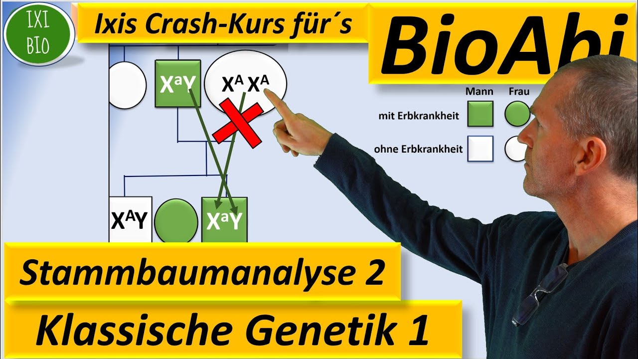 Klassische Genetik 2 Stammbaumanalyse 2 - Genotypen begr&uuml;nden bei X-chromosomal rezessiven Erbg&auml;ngen