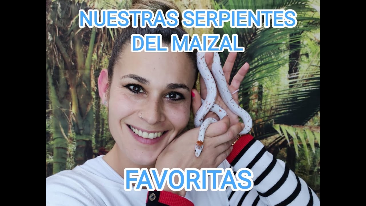 Nuestras serpientes del maizal favoritas, Pantherophis Guttatus