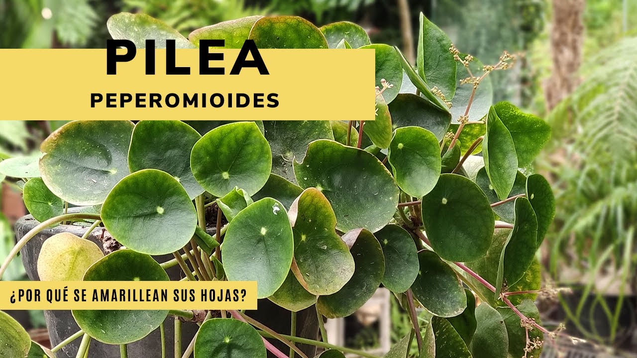 PILEA PEPEROMIOIDES 🌿 ¿Por qué se amarillean sus hojas? Aprende todo sobre ella 🌱 Jardinatis