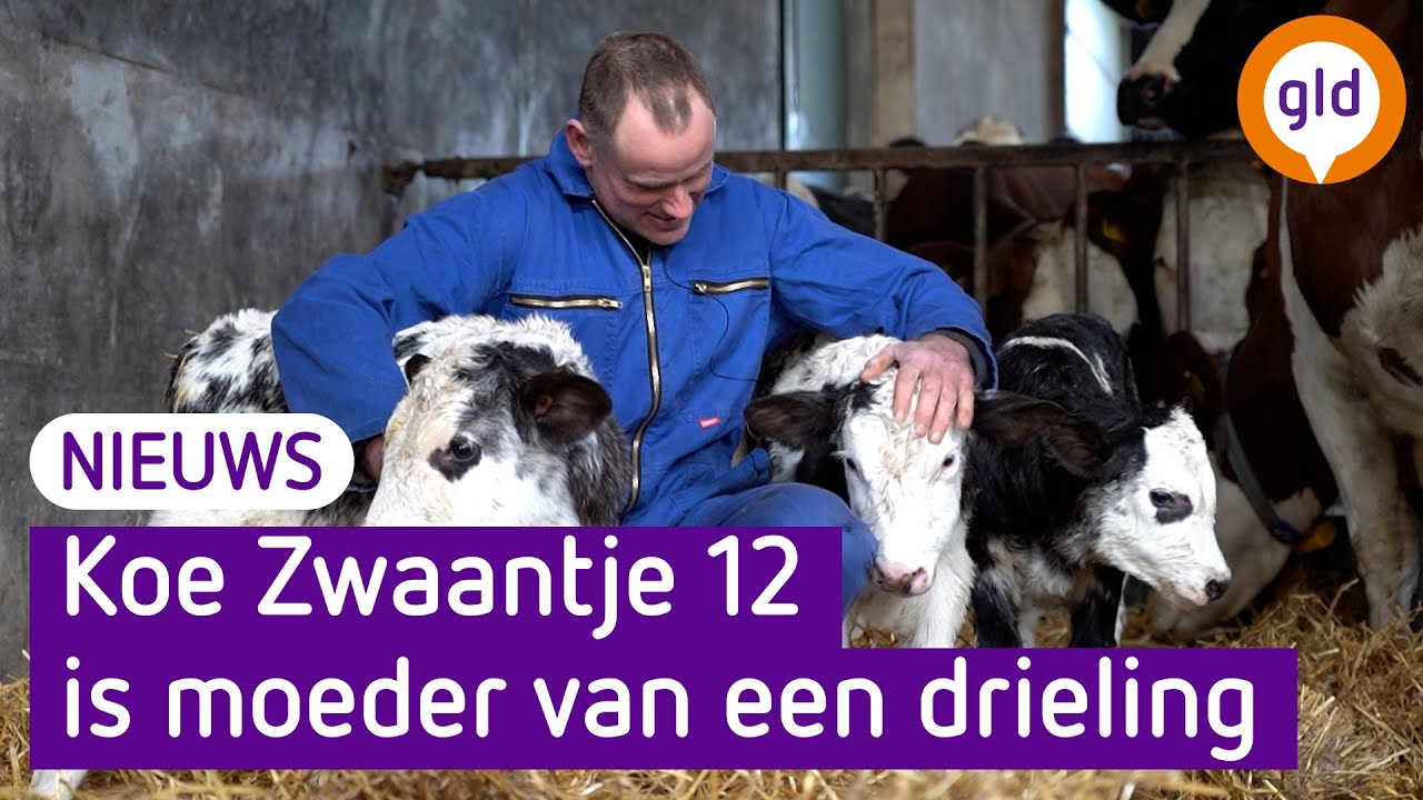 Koe Zwaantje 12 krijgt drieling, 'is in 50 jaar nooit gebeurd'