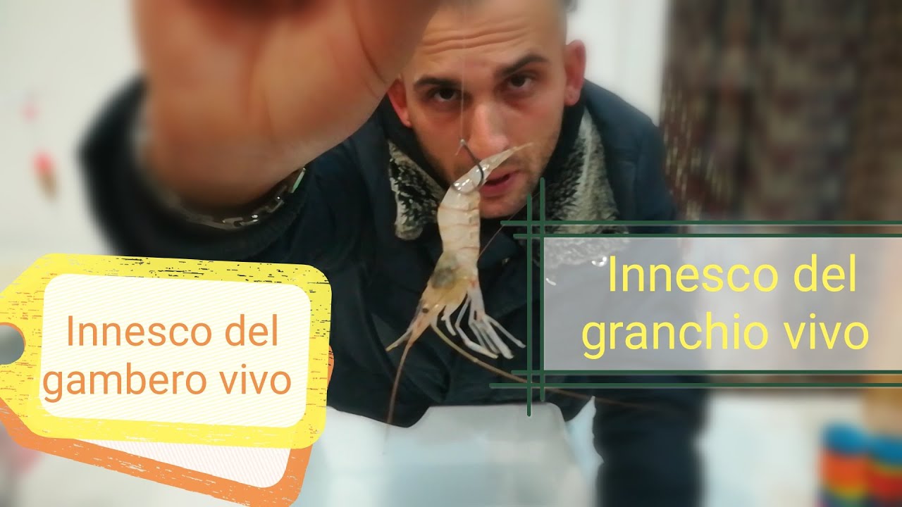 Pesca a bolognese consiglio su l'innesco del gambero e granchio vivo