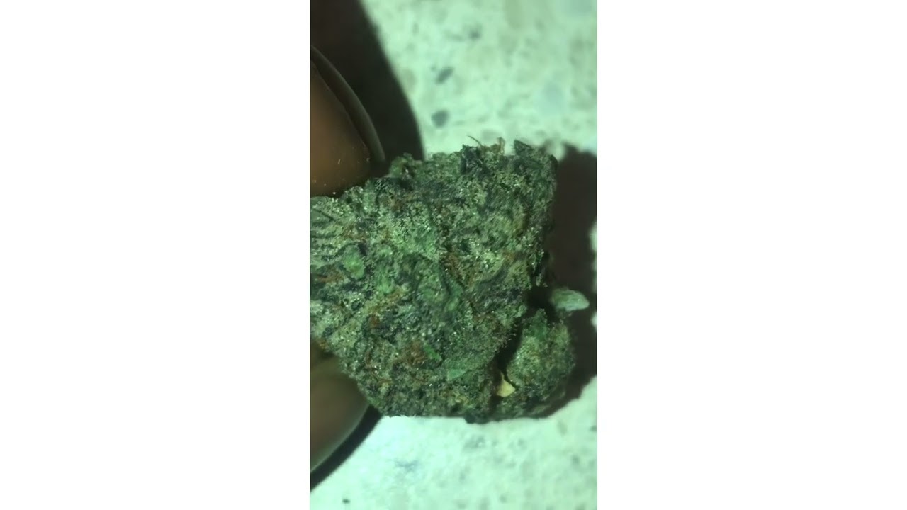 Durban Gushers Strain Review