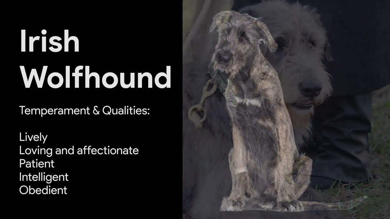 Dog Breeds- How to select the right dog breed for your family?