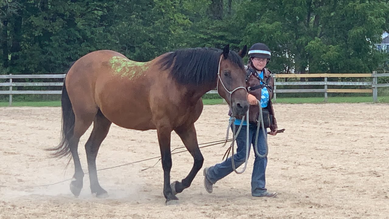 Lunging Our First Mustang 