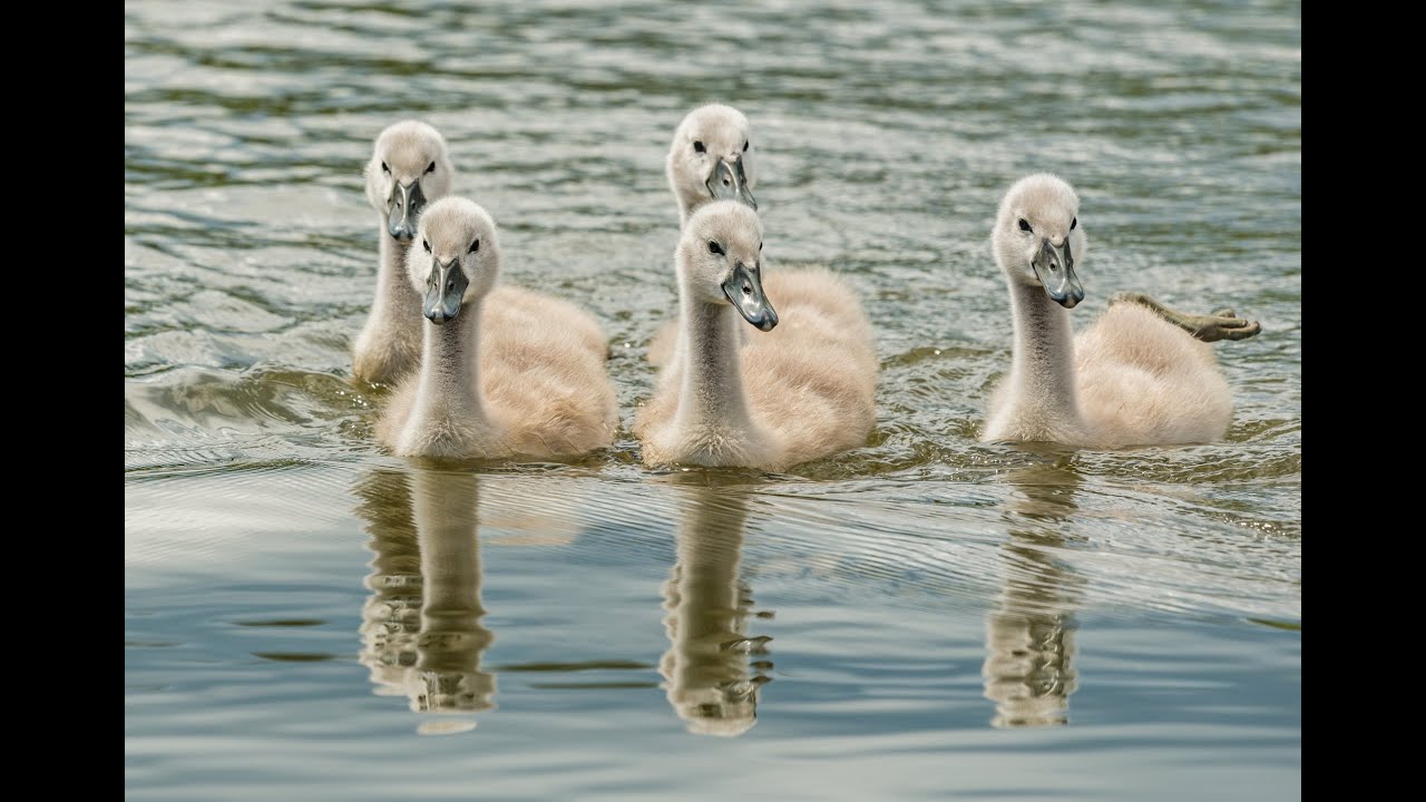 Swans Swimming in the Lake| Swan Sounds  | Animal Sounds | Swan Sound Effect and Video