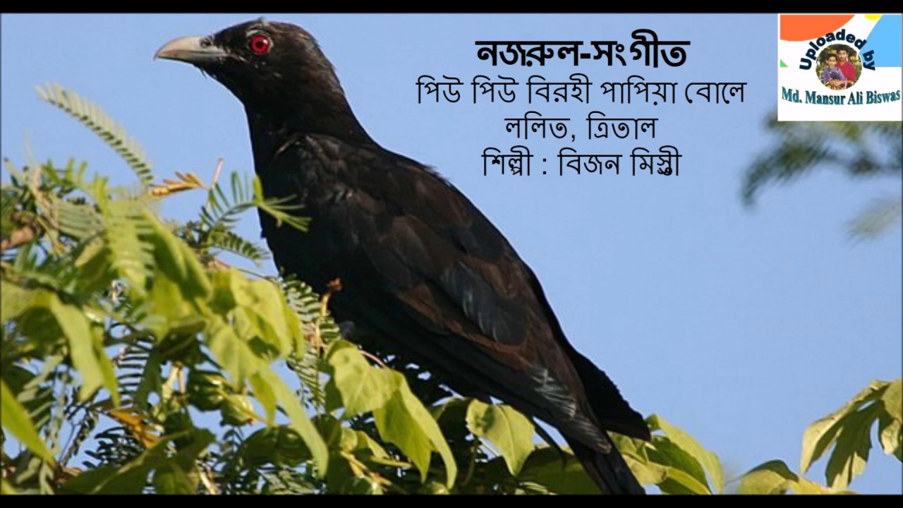 Piu Piu Birahi Papiya Bole : Nazrul-Sngeet : Bizon Mistry
