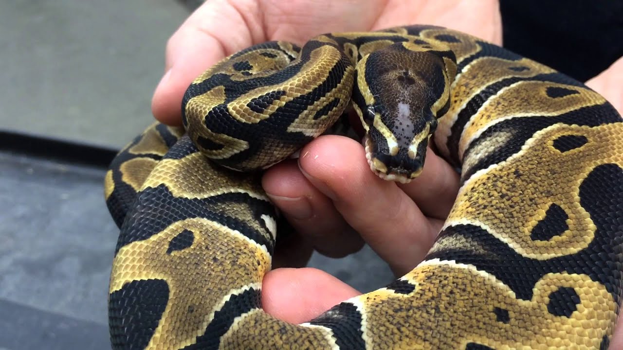 New Ball Python Projects- Bamboos, Bongos, and Microscale, and more!