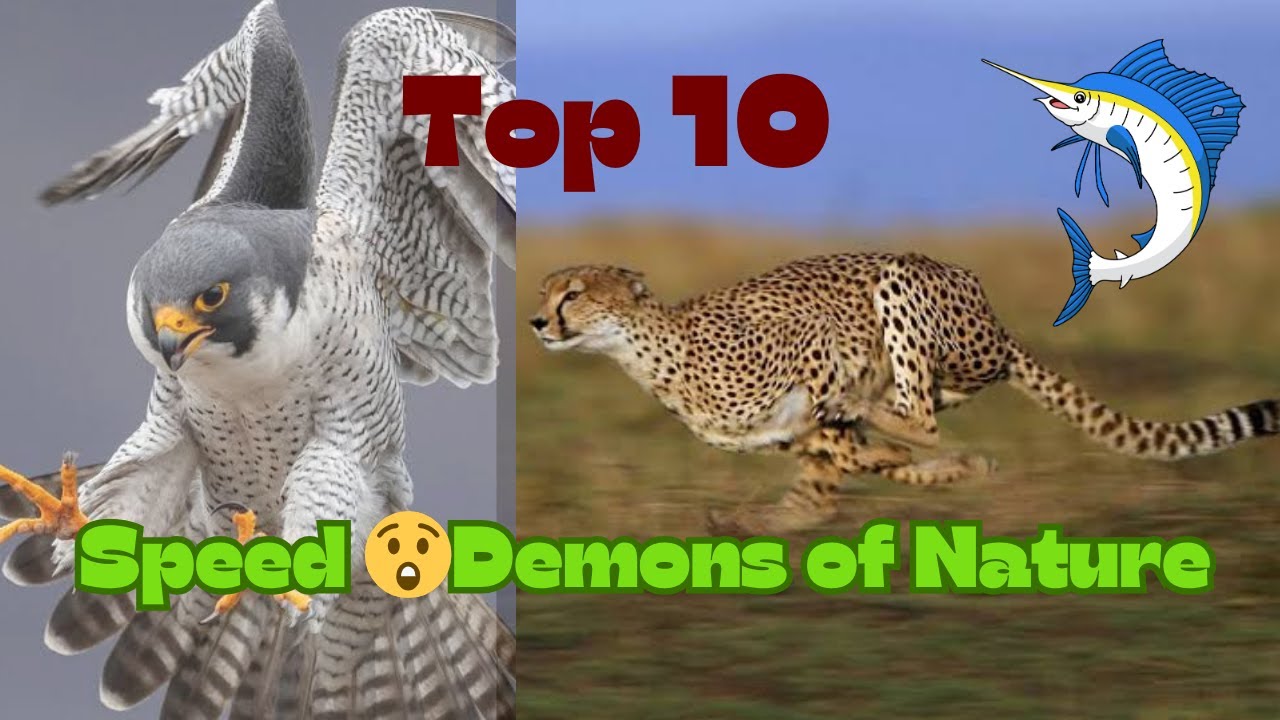 The Fastest Animals On Earth (TESTED)