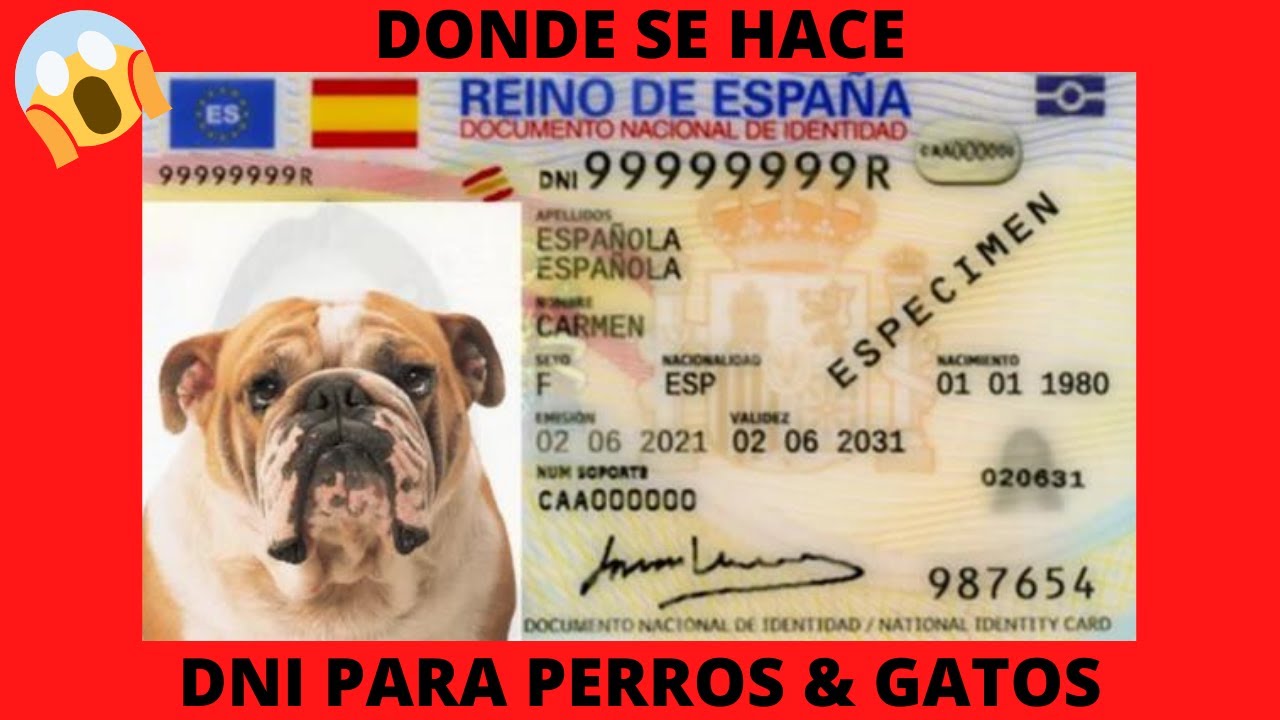 🔴DONDE se hace DNI PERROS & GATOS🔴