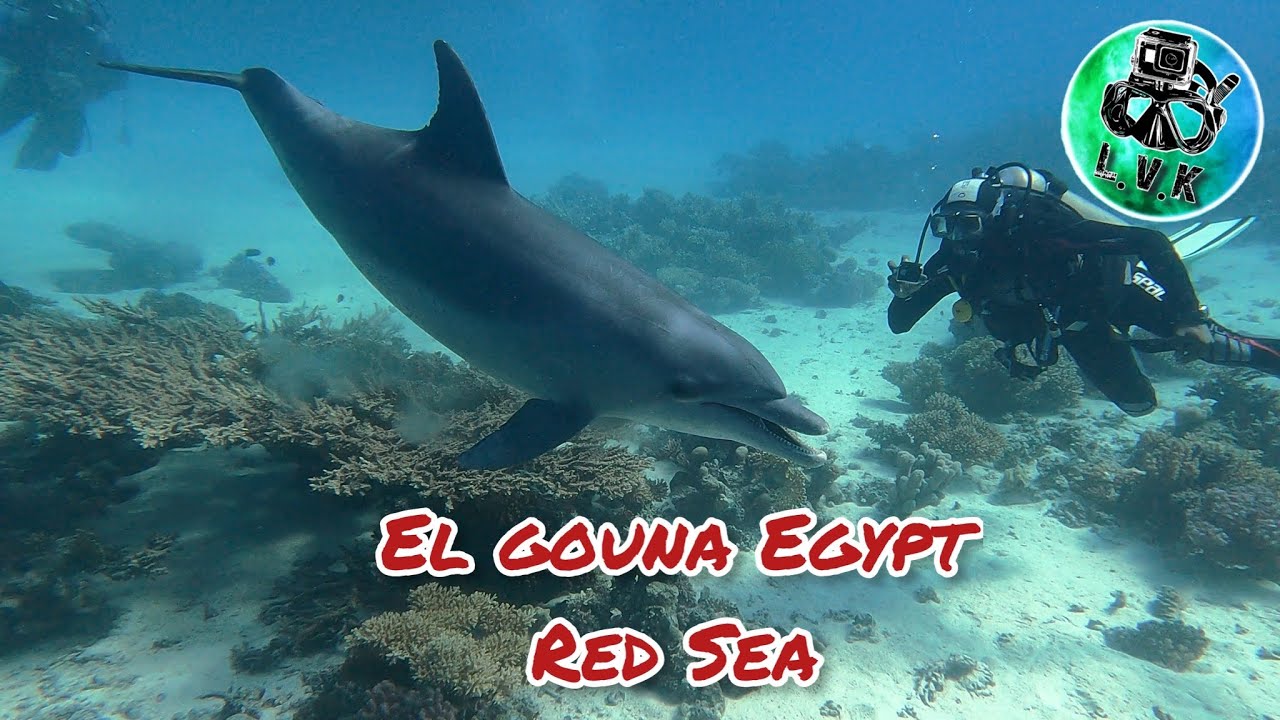 Egypt Red Sea Diving El Gouna / Hurghada