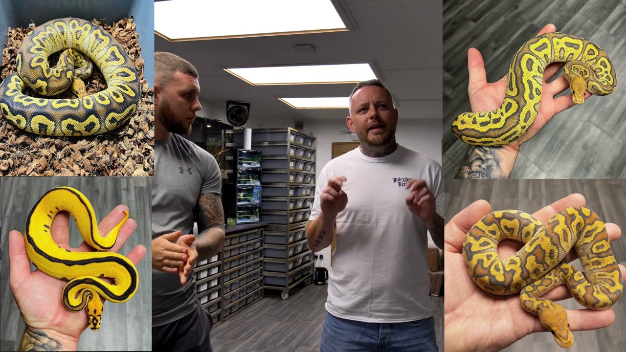 Amazing Clutch cutting with GTA Balls