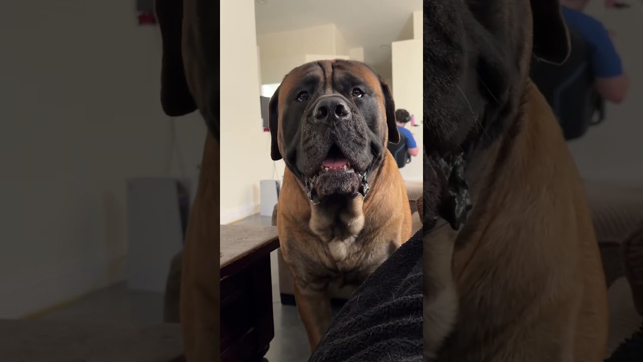 Watching a 200lb dog throw a hissy fit because you tried to make him