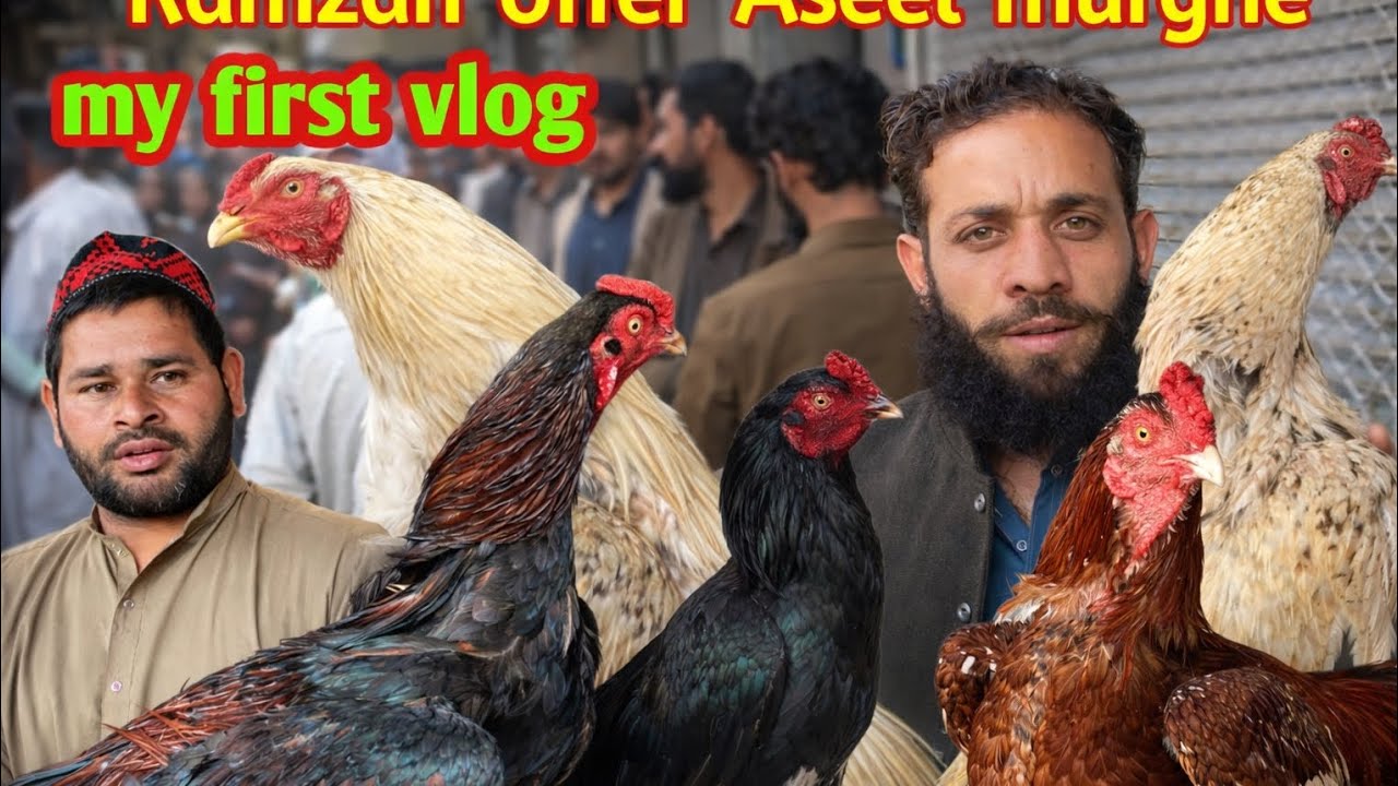 Ramzan offer, Rawalpindi Murga Mandi, Aseel Murga Mandi raja bazar dengi Khoi Biggest Pakistan