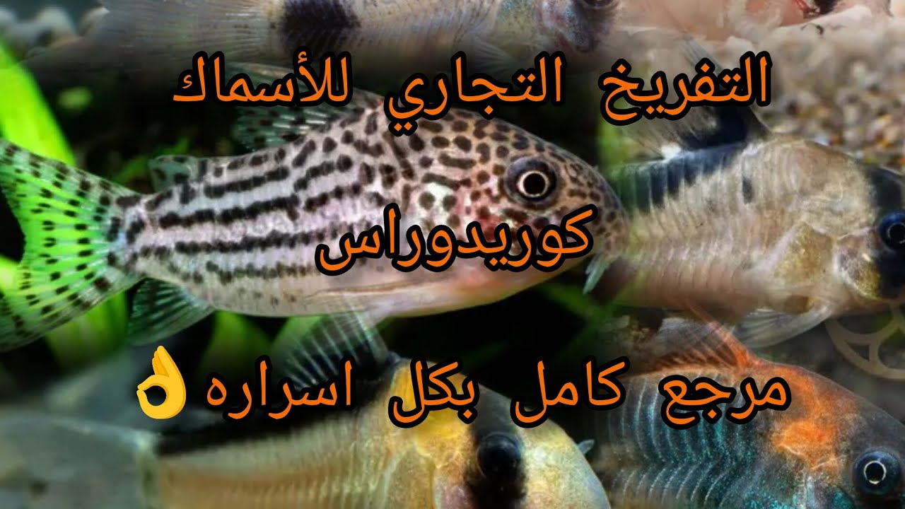 نعتذر عن التأخير الجزء الثاني من (التفريخ التجاري لأسماك الكات فيش)اتمني لكم مشاهده ممتعه 🥰