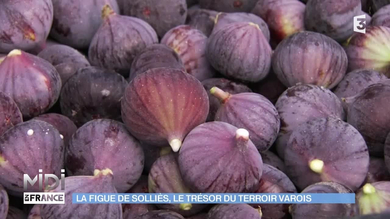 VU D'ICI : La figue de Solliès, le trésor du terroir Varois