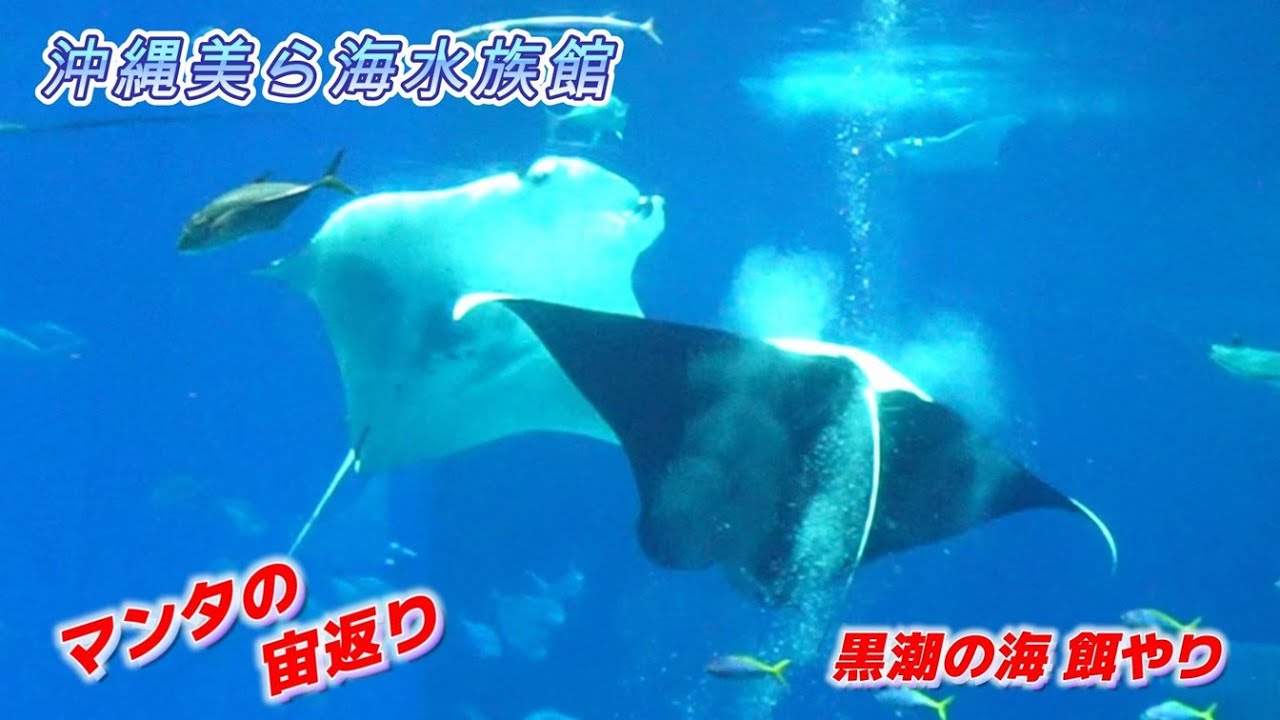 沖縄美ら海水族館 マンタの宙返り