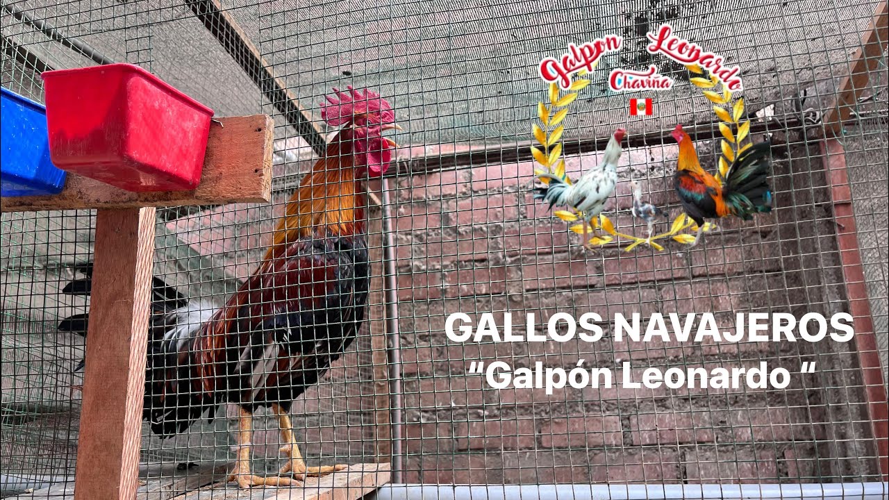 GALLOS NAVAJERO PERUANO / GALPÓN LEONARDO 🐓⚔️🇵🇪