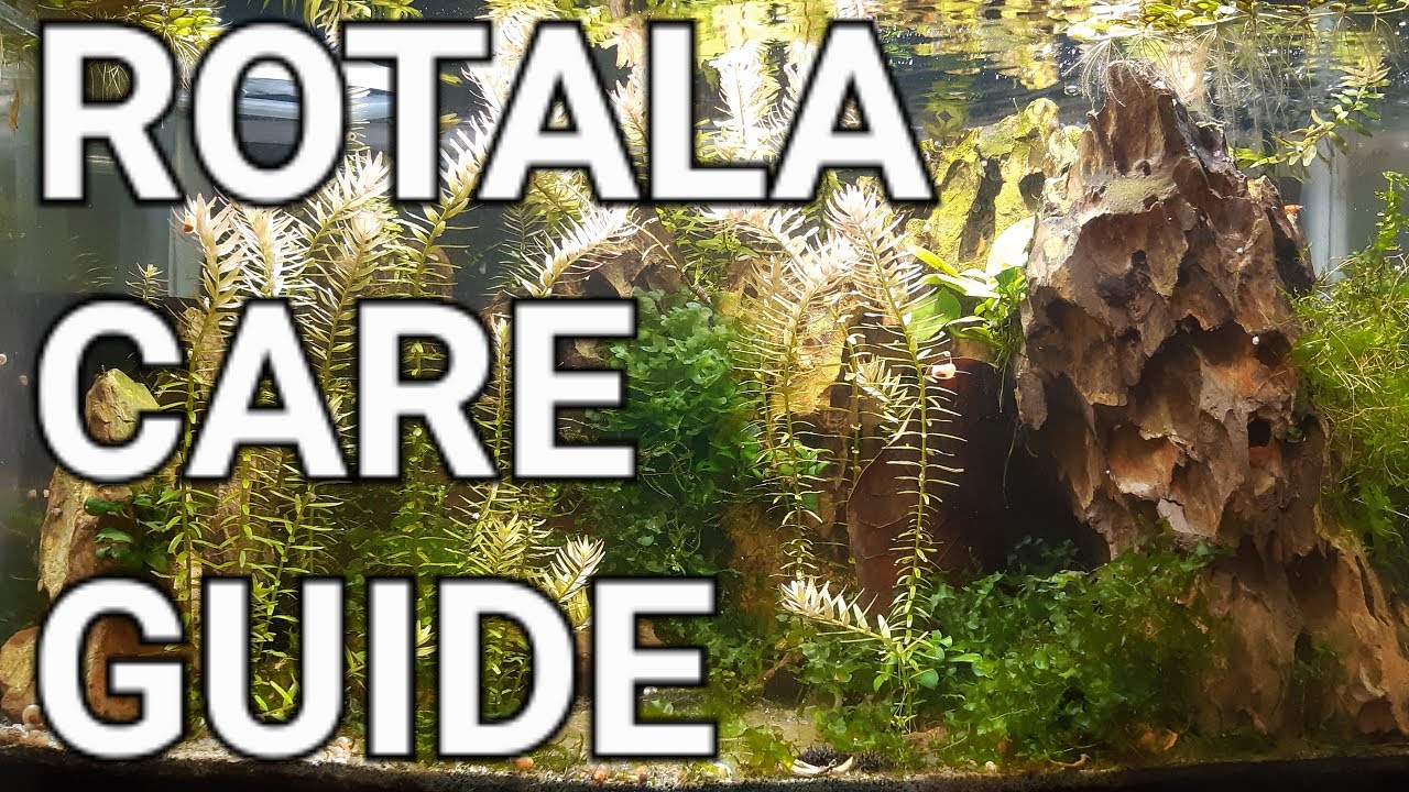 Как посадить, размножить и наполнить аквариум роталой!