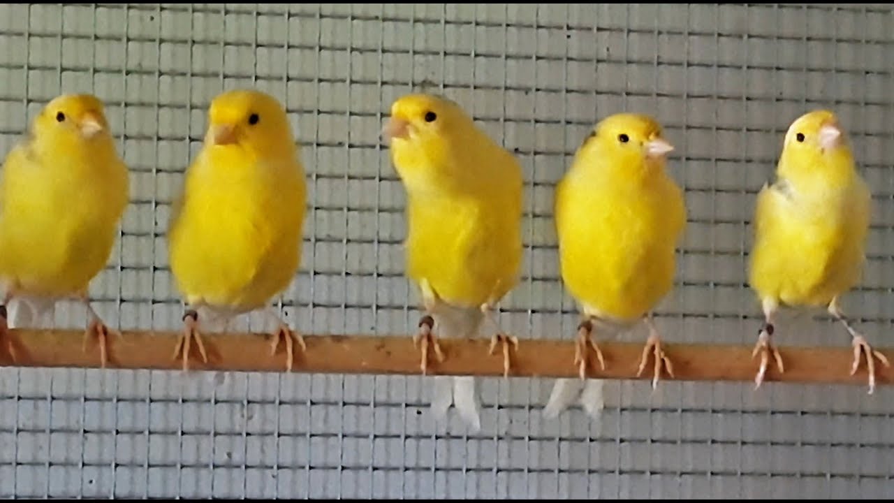 Teil 21. Harzer Edelroller Kanarienvögel nach der Mauser