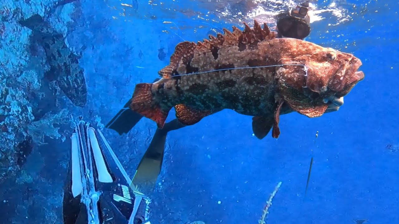 #Eps 107 🔱Best shoot🔱 kompilasi Tembakan ikan kerapu tiger besar || Spearfishing Indonesia