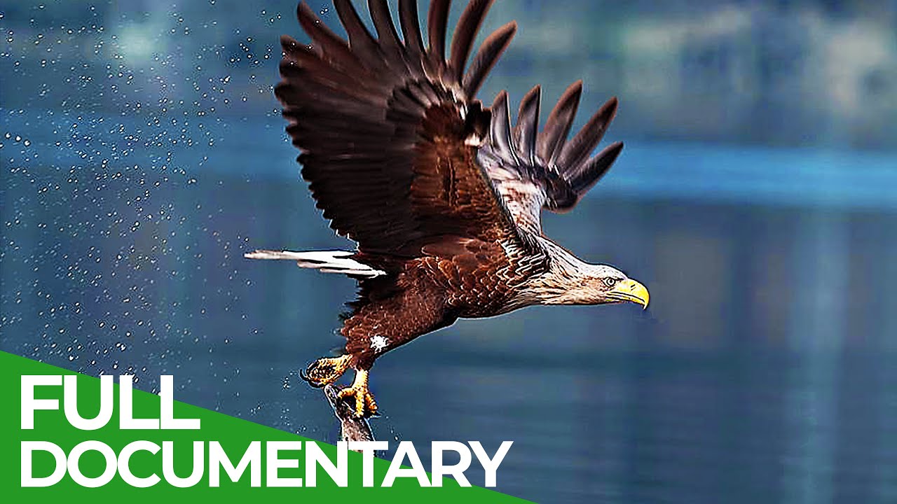 Wild Germany - The Beautiful World of Birds | Free Documentary Nature