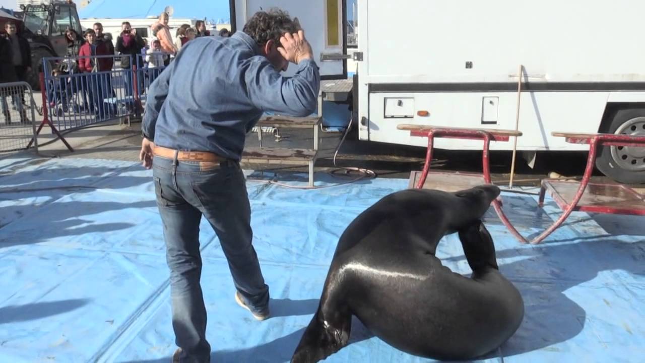 Circus Krone TV - Seel&ouml;wentraining mit Roland Duss
