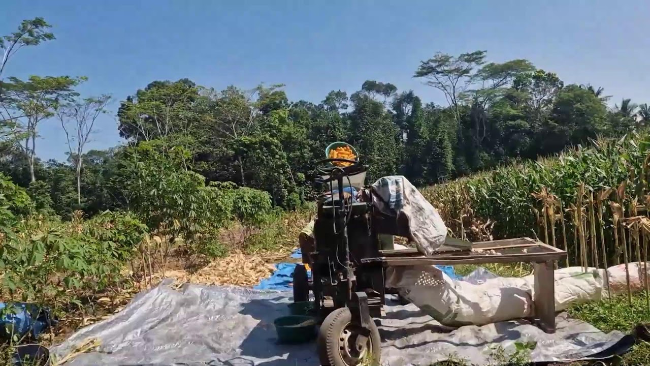 BRILLIANT IDEA WITH A CREATIVE TOOL MAKES CORN PROCESSING LOOK INCREDIBLE! - Agricultural Farming