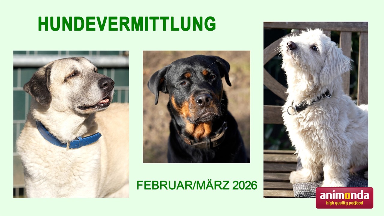 Hundevermittlung - Februar/März 2026 (Tierheim Hannover TV)